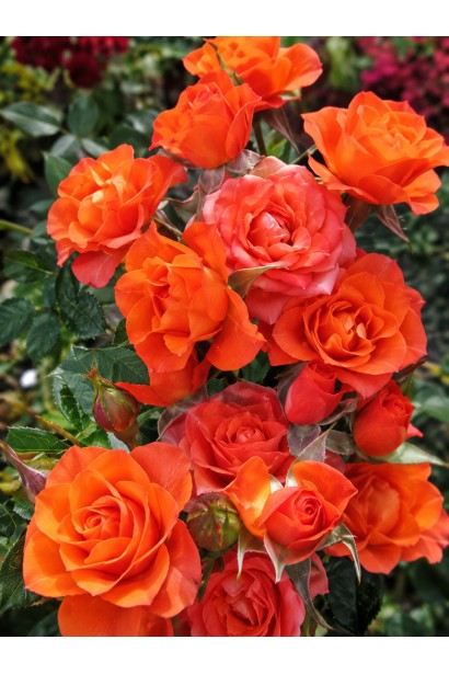 Rose Alegria